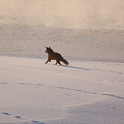 Räv som springer över en snötäckt åker i varmt kvällsljus.