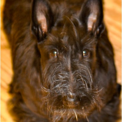Närbild på en svart hund med buskiga morrhår, hunden Ruth som tittar in i kameran