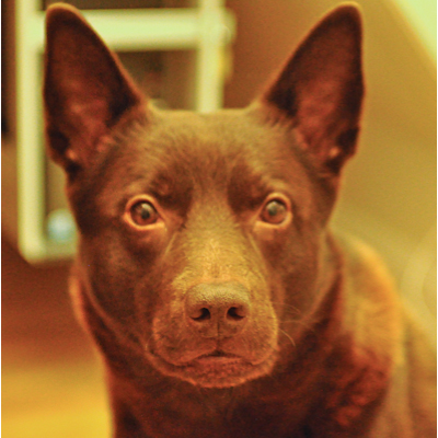 Närbild på en brun hund med kort päls som tittar rakt in i kameran. Hunden har stora, upprättstående öron och uttrycksfulla, ljusa ögon som ger ett uppmärksamt och lite allvarligt intryck. Ljuset är varmt och mjukt, och bakgrunden är suddig inomhusmiljö, vilket gör att hundens ansikte framträder tydligt i fokus.