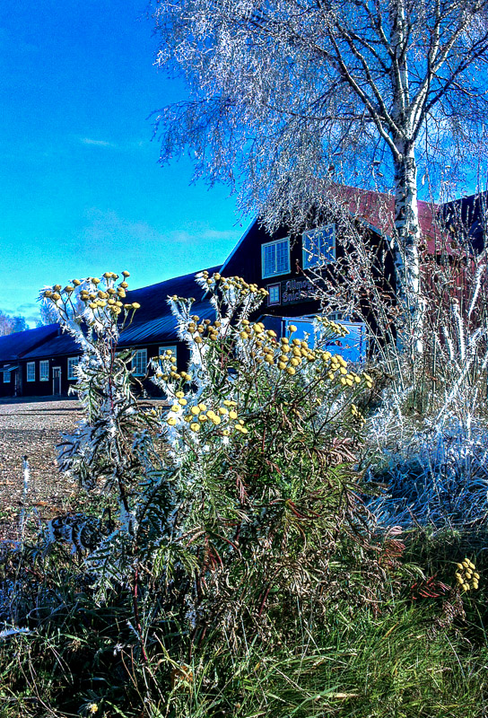 En solig utomhusbild med frostiga växter i förgrunden, där gula blommor och gräs är täckta av rimfrost. Bakom växtligheten syns en röd träbyggnad med mörkt tak och vita fönster, delvis skymd av en björk med frost i grenarna. Himlen är klar och intensivt blå, vilket skapar en stark kontrast mellan vinterkyla och ljus, nästan vårkänsla.